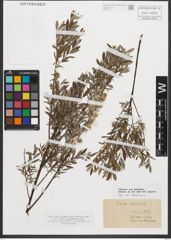 Foto von Salix repens L.